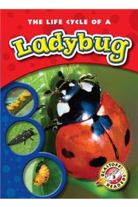 Life Cycle of a Ladybug