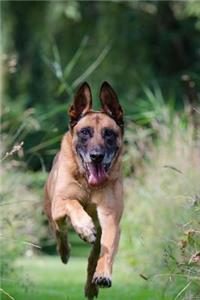 Belgian Shepherd Dog Malinois Running on the Path Journal