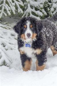 Bernese Mountain Dog Posing in the Snow Journal