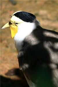 Plover Bird Journal