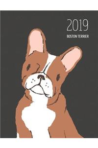 2019 Boston Terrier