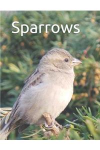 Sparrows