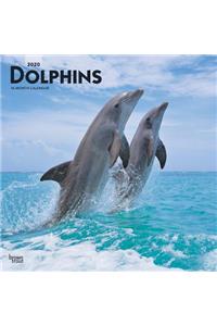 DOLPHINS 2020 SQUARE WALL CALENDAR
