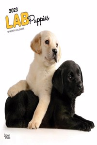 Labrador Retriever Puppies 2023 Square