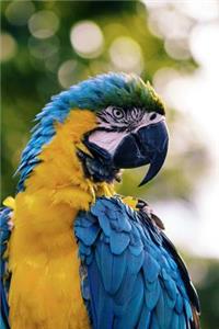 Colorful Tropical Parrot Notebook