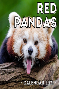 Red Pandas 2021 Calendar