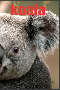 koala