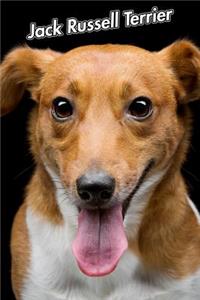 Jack Russell Terrier