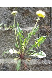 School Composition Book Sunny Dandelion Stone Wall
