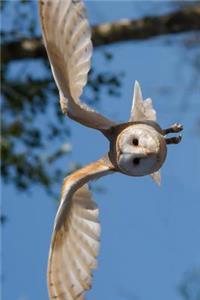 Barn Owl in Flight Journal