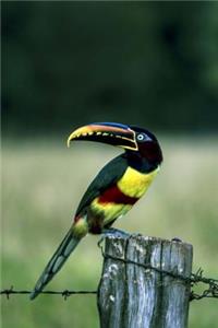 Black-necked Aracari Journal