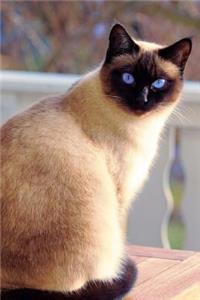 Seal Point Siamese Cat is Looking at You Pet Journal