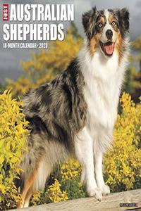 Just Australian Shepherds 2020 Wall Calendar (Dog Breed Calendar)