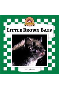 Little Brown Bats