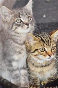 A Pair of Kittens on the Mean Streets Journal