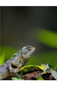 Chameleon Notebook Large Size 8.5 x 11 Ruled 150 Pages Softcover