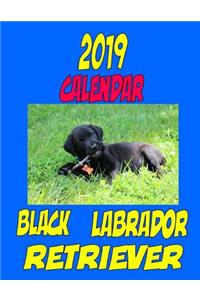 2019 Calendar Black Labrador Retriever