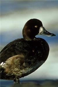 Greater Scaup Duck Journal (Aythya Marila)