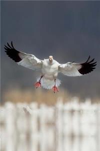 Snow Goose Coming in for a Landing Journal (Chen Caerulescens)