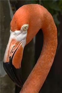 Flamingo Notebook - Journal Gift for Cute Animal Lovers