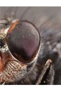 Fly Flies Insect Insects Entomology Dragonfly Mosquito Pest Pests Wings Buzz