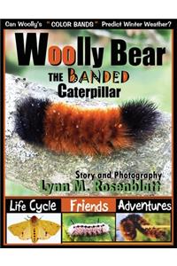 Woolly Bear the Banded Caterpillar