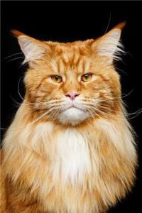 Maine Coon