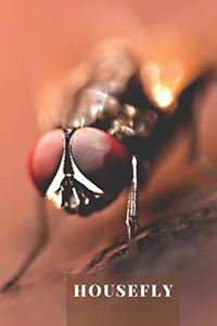 Housefly