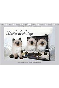 Droles De Chatons 2017