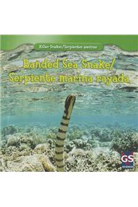 Banded Sea Snake / Serpiente Marina Rayada