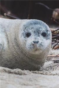 Say Hello to the Atlantic Grey Seal Journal