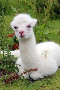 A Beautiful White Domesticated Alpaca in the Andes Journal