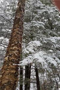 Birch Tree Winter Forest Journal