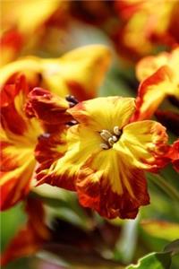 Red and Yellow Pansy Flower Blooms Journal