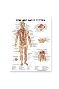 The Lymphatic System Anatomical Chart