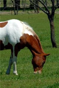 2020 Daily Planner Horse Photo Equine Grazing Pinto 388 Pages