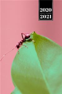 Ant Insect Myrmecology Week Planner Weekly Organizer Calendar 2020 / 2021 - On the Leaf