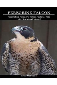 Peregrine Falcon: Fascinating Peregrine Falcon Facts for Kids with Stunning Pictures!