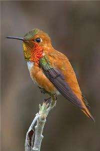 Hummingbird Journal