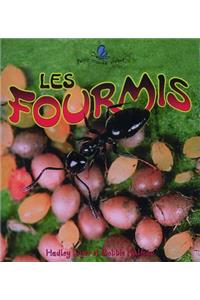 Les Fourmis (the Life Cycle of an Ant)