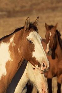 Horse Photo School Composition Book Equine Pinto in Herd