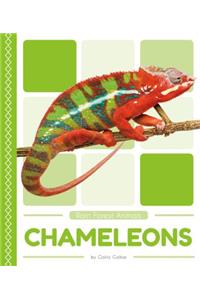 Chameleons