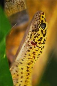 Climbing Leopard Gecko Journal