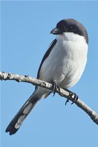 Fiscal Shrike Bird Journal