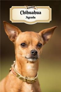 2020 Chihuahua Agenda: 107 Pagine - Dimensioni DIN A5 - Pianificatore Settimanale - 12 Mesi - Due Pagine Per Settimana - Calendario - Diario - Cane