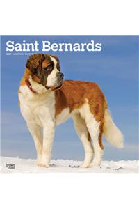 Saint Bernards 2021 Square