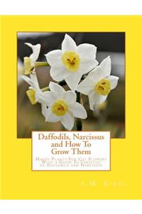 Daffodils, Narcissus and How To Grow Them