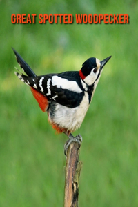 Great Spotted Woodpecker