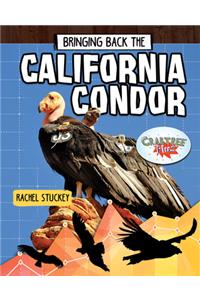 Bringing Back the California Condor