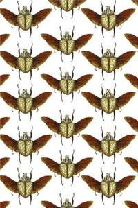Beetles